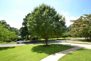 Large tree in middle of front yard with green grass cement driveway and sidewalk